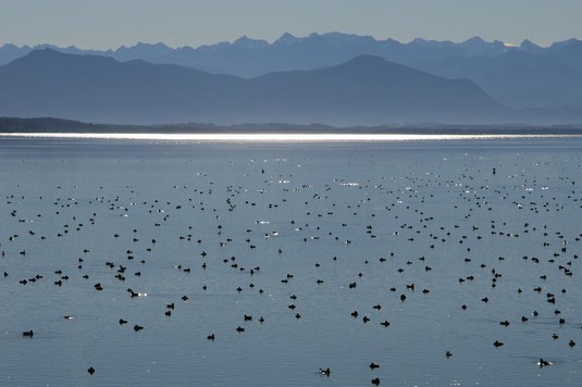 Stille - Glück - Wasser 4 Foto Wasservoegel Starnberger See PWFG Pascal 11122020