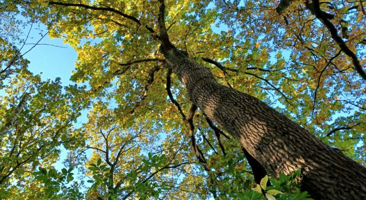 BeSeaside Baum Natursucht